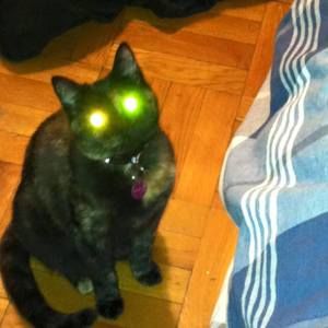 Meet your Posher, Donna